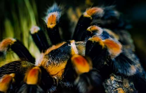 Tarantula Redknee Bird-Spider Close Up Hairy