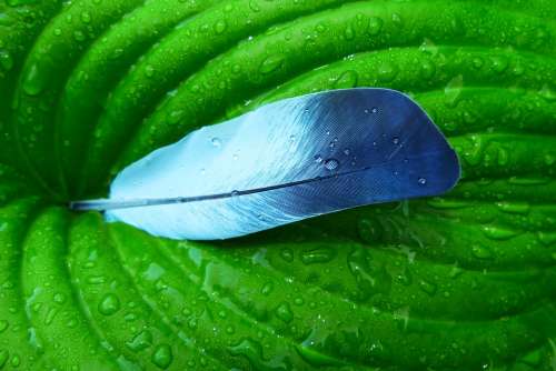 The Feather Of A Bird Leaf Rain Drops Precipitation