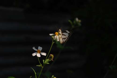 The Garden Flower Blooming Nice