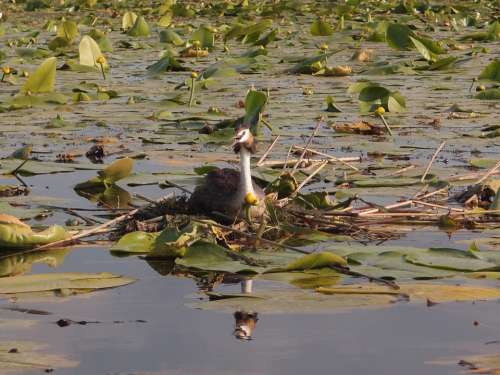 The Great Crested Grebe Bird Waterfowl