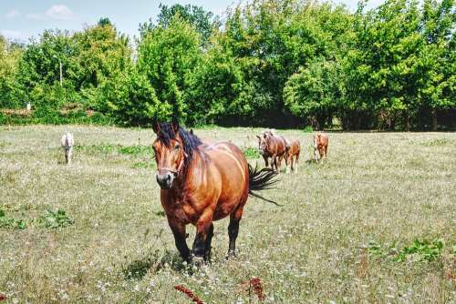 The Horse Horses Meadow Green Summer Animals