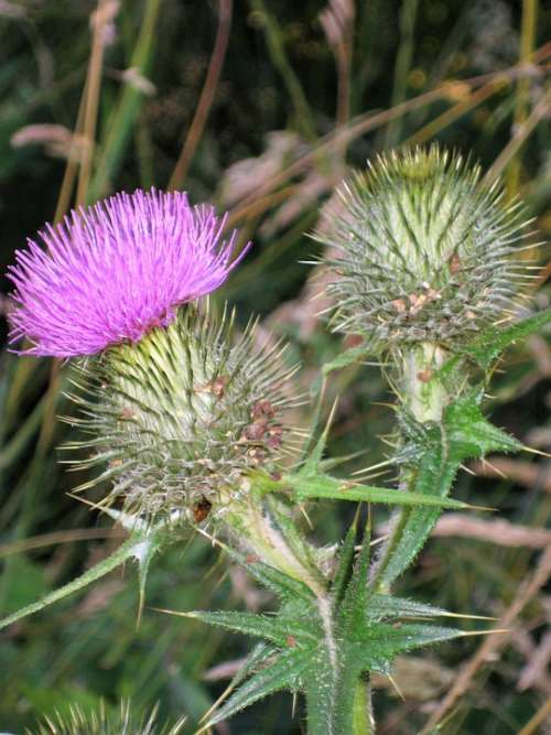 Thistle Purple Green Spiky Wild Nature Natural