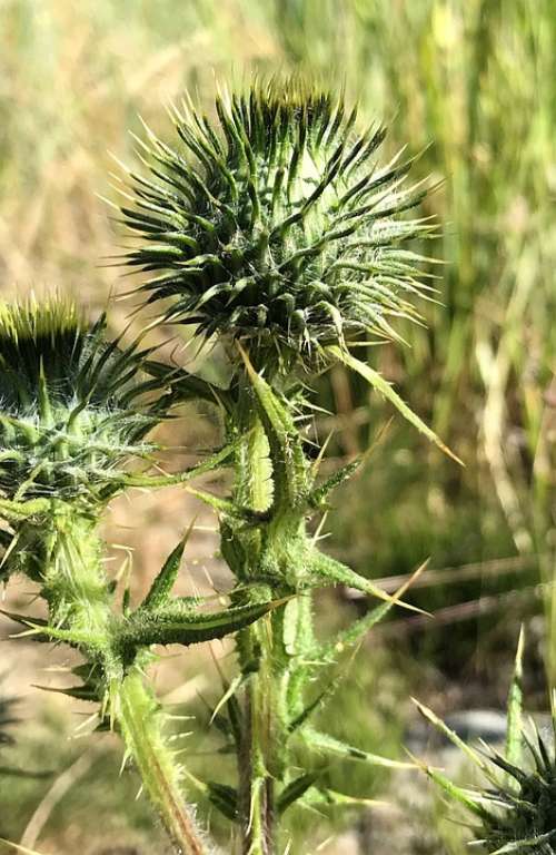 Thistle Plant Nature Prickly Flora Botany Summer