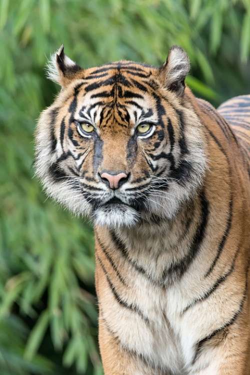 Tiger Telephoto Lens Predator Zoo