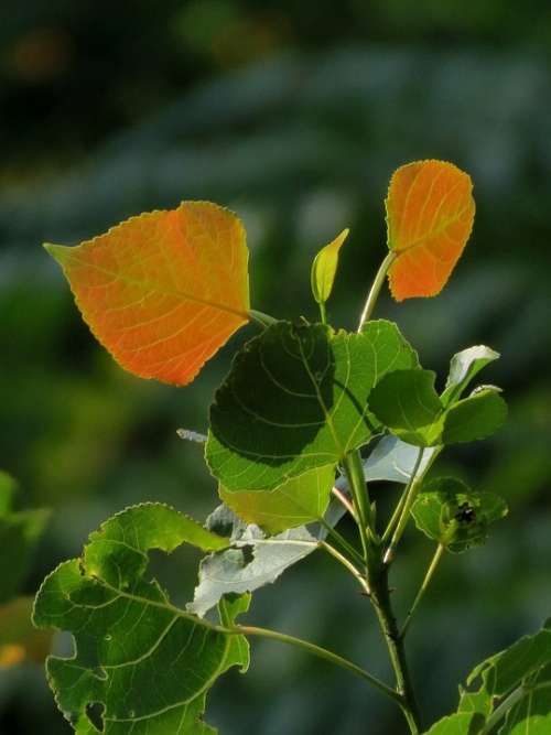 Tree Light Nature Sun