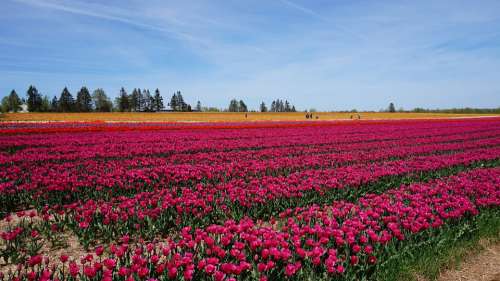 Tulip Open Country Flowers Natural Flower
