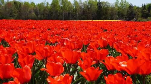 Tulip Flowers Red Garden Colorful Flowering Plant
