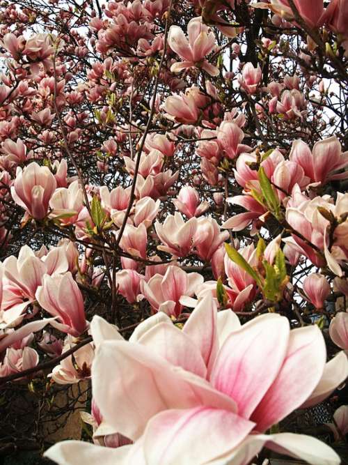 Tulip Tree Blossom Bloom Spring Plant