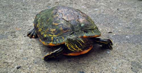 Turtle Animal Nature Gad Wild Armor Slow Old