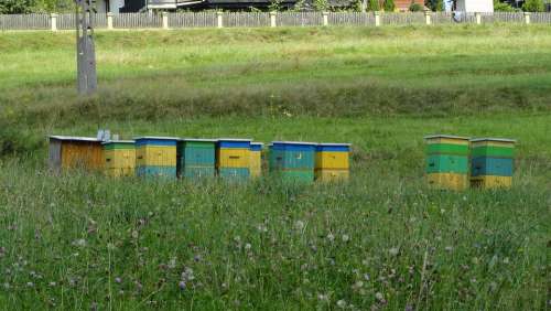 Ul Bee Honey Insect Beekeeping Summer