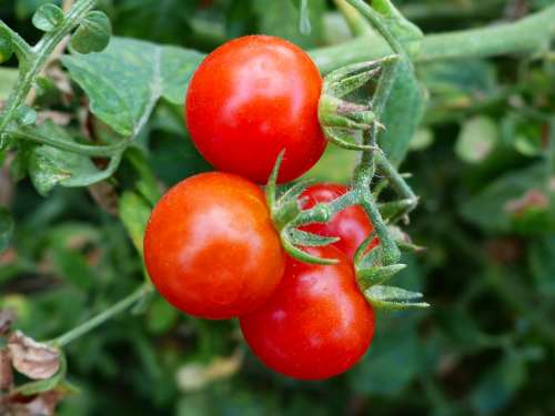 Vegetable Tomatoes Fruit Power Costs Eat Health