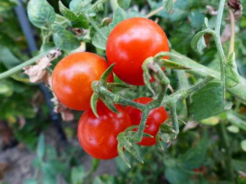 Vegetables Tomatoes Food Costs Eat Power Vitamins
