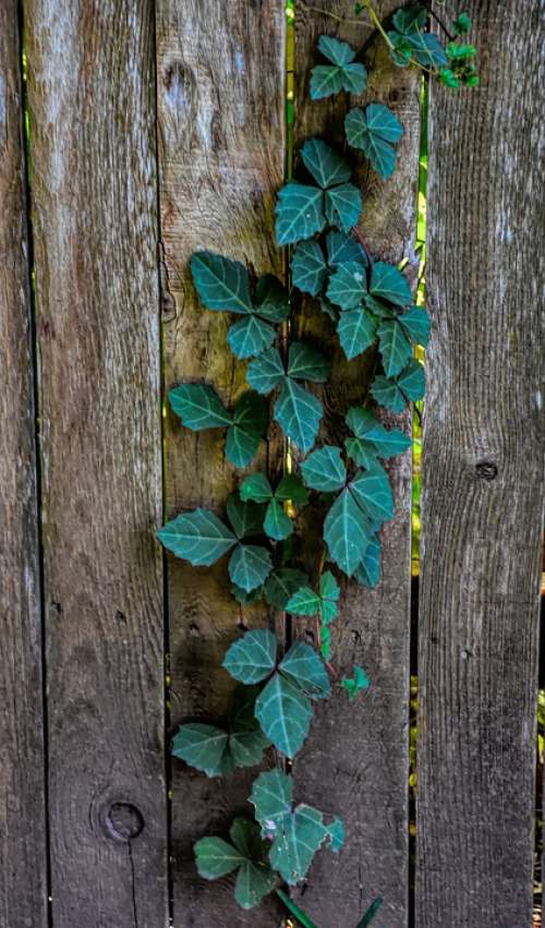 Vine Fence Leaves Nature Green Wood Wallpaper