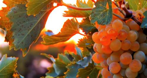 Vine Vineyard Grapes Wine Winegrowing Grapevine