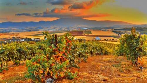 Vineyard Vines Wine Vine Winegrowing Agriculture