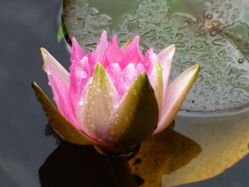 Water Lily Raindrop Pink Pond Nature Flower