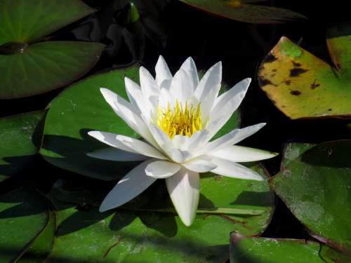 Water Lily Flower Flora Plant Aquatic White