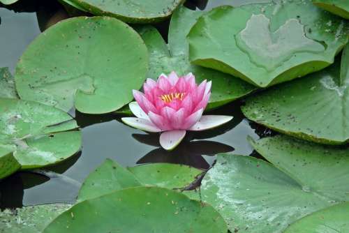 Water Lily Flower Water Lilies Pink Foliage Pond