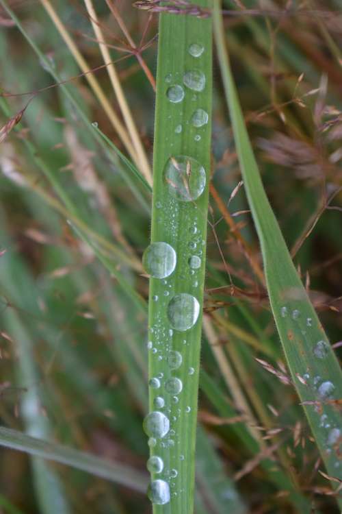 Waterdrops Grass Water Nature Wet Earth Natural