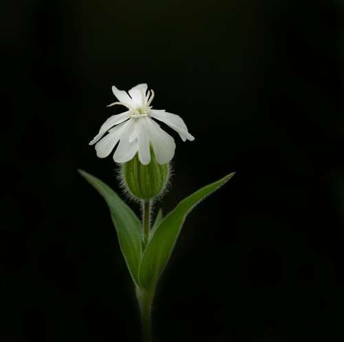 White Campion Blossom Bloom Dianthus Melandrium