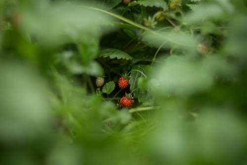 Wild Strawberry Berry Fresh Plant Vitamin Useful