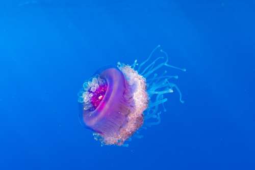 Wildlife Jellyfish Fish Nature Ocean Beach Sea