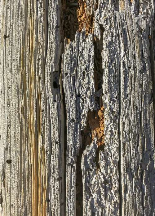 Wood Closeup Texture Nature Natural Wooden Bark