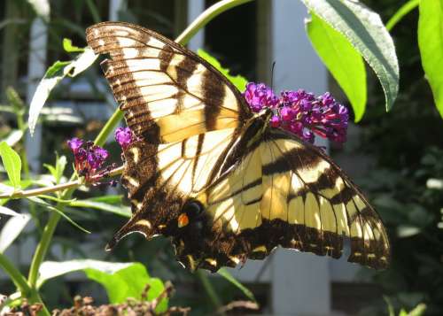 Yellow Eastern Tiger Swallowtail Butterfly Wings