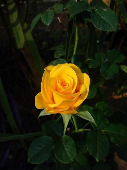 Yellow Rose Flower Yellow