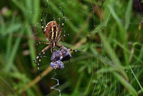 Zebraspinne Web Close Up Wrapped Up Animal World
