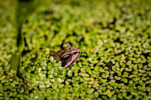 frog green wild nature eye