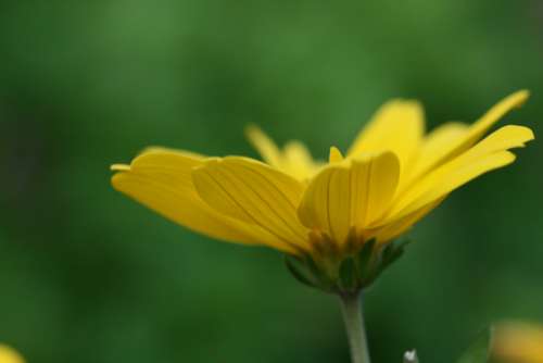 yellow flower close up garden fresh