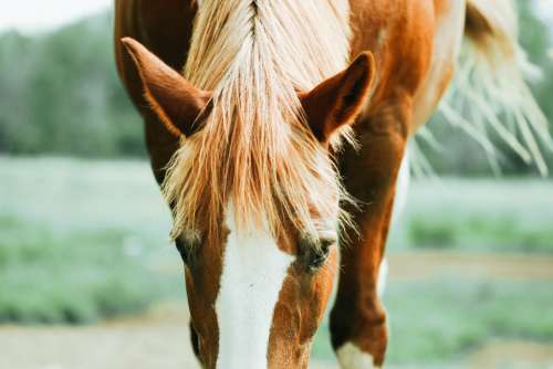 horse hair equine pasture field