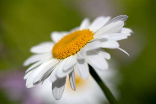 white daisy flower spring organic