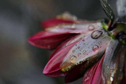 flower rain drops wet macro