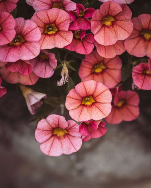 flowers floral background pink top