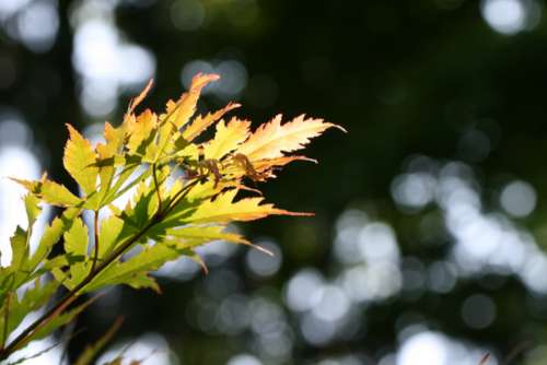 maple leaf bokeh leaves outdoors