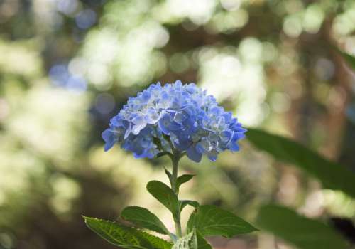 Blue Hydrangea Flower Photo
