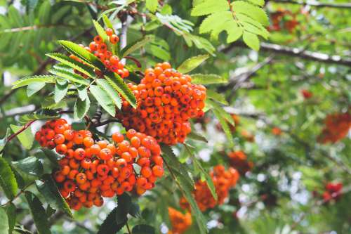 Clusters Of Bright Orange Berries Clinging To Branch Photo