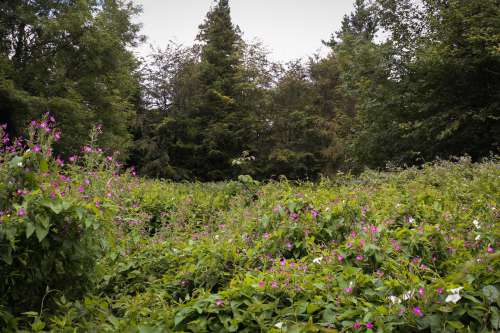 Quiet Wild Meadow Filled With Plants Photo