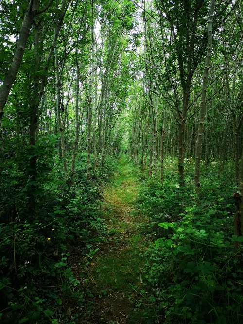 Lush Walking Path Through Forest Photo