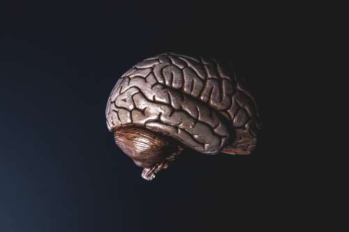 A Bronze Model Brain Photo