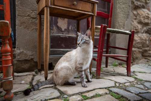 A Cat Chills By An Outdoor Table And Chairs Photo