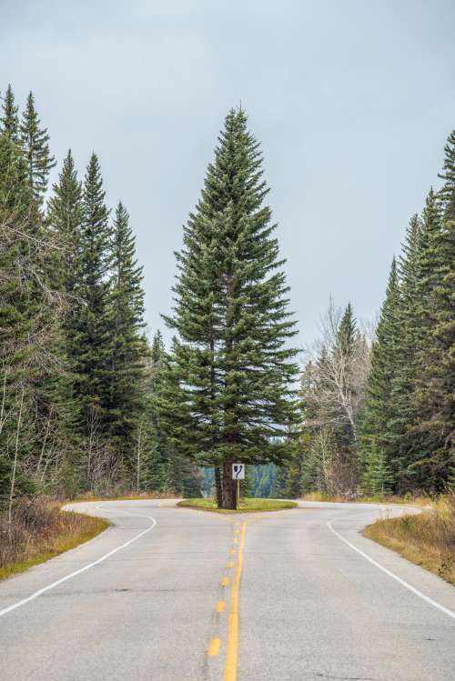 A Fir Tree On A Centre Island On A Highway Photo