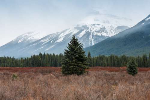 A Large Fir Tree In A Wild Field In Front Of Snowy Mountains Photo