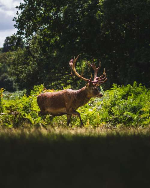 A Majestic Stag In The Afternoon Sun Photo