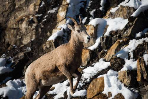A Mountain Goat Clambers Up A Snowy Slope Photo