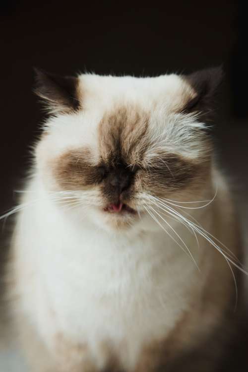Beautiful Cat Sticking Its Tongue Out Photo