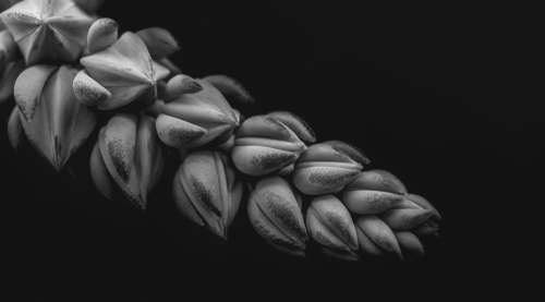 Close Up Flower In Black And White Photo