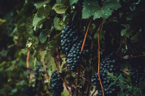 Grapes On The Vine Photo